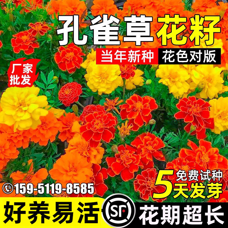 孔雀草花籽公园景区花海四季播种