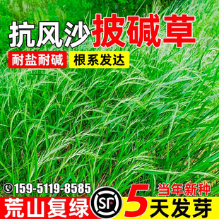 披碱草种子四季常青草籽荒山绿化抗风沙生态修复耐盐耐碱羊草种籽