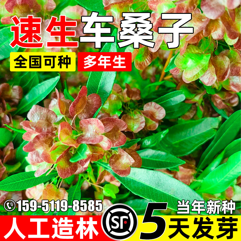速生车桑子种子多年生护坡固土草籽人工造林生态修复荒山绿化种籽