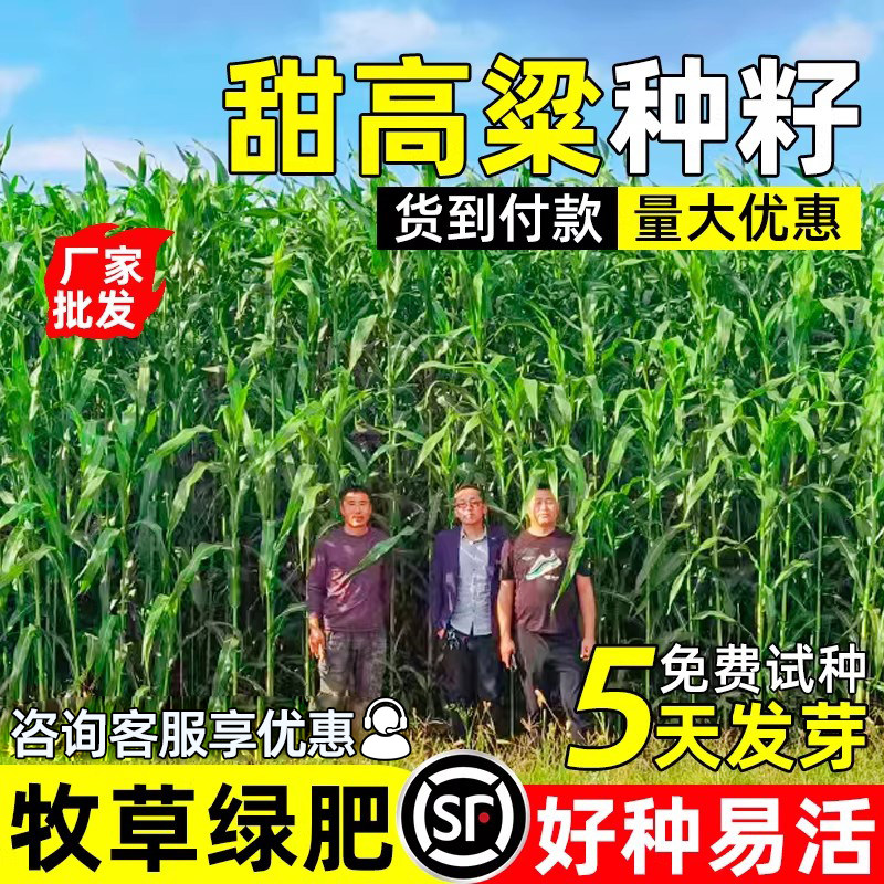 甜高粱种籽四季高产畜牧喂养饲料