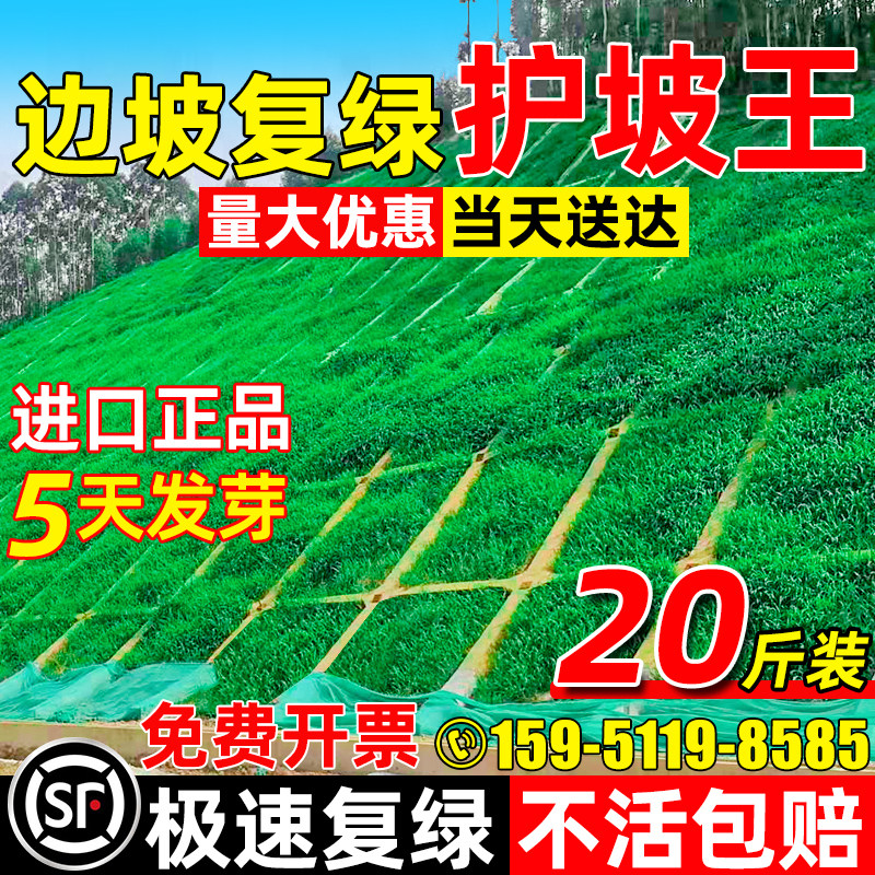 四季常青护坡草种子绿化草坪草籽