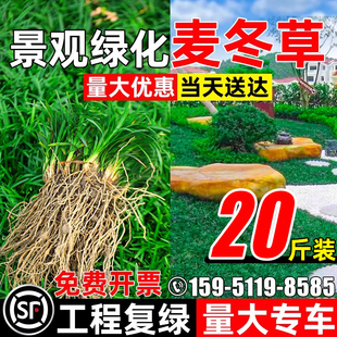 日本矮麦冬草玉龙草苗四季常青细叶麦冬草庭院别墅工程绿化沿阶草