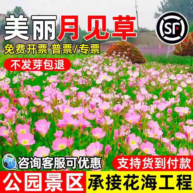 美丽月见草花籽公园景区花海花卉