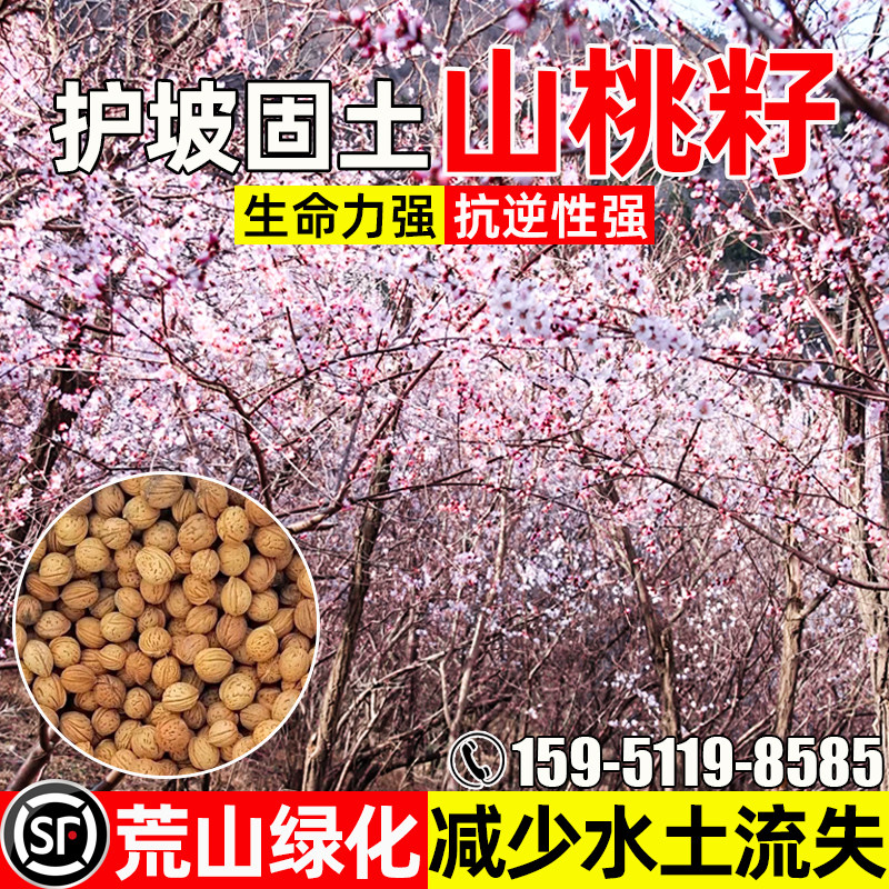 山桃护坡固土荒山绿化水土保持