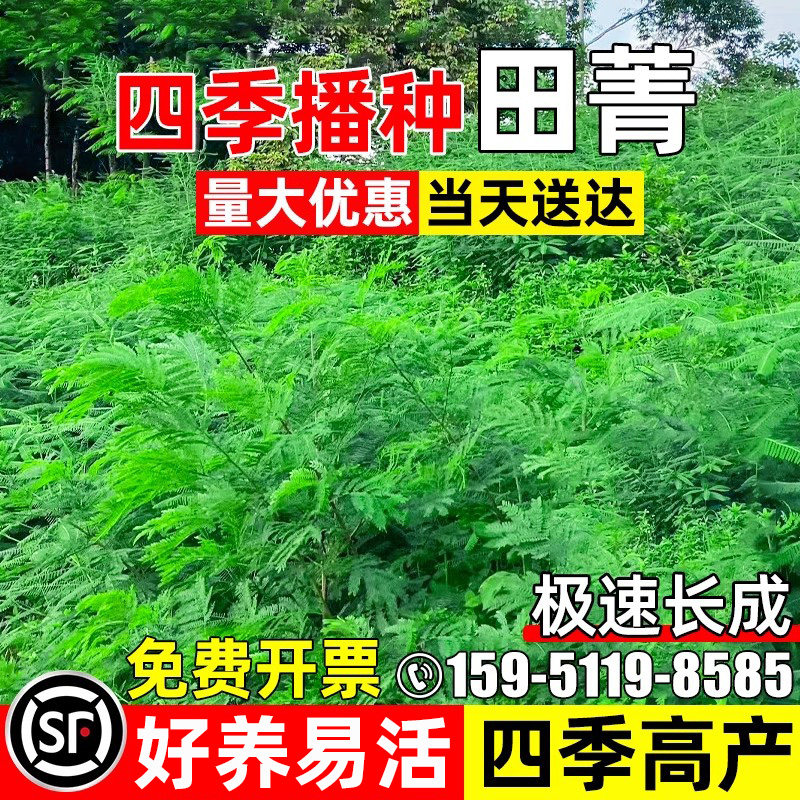 田菁种子果园绿肥四季牧草多年生