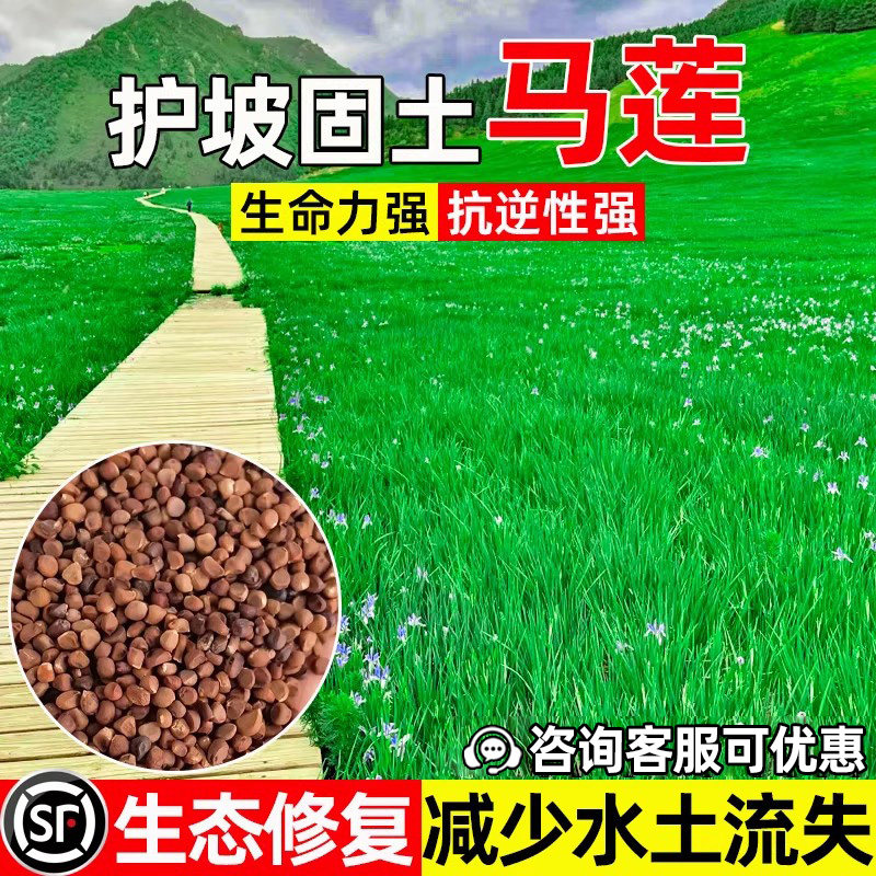 马莲花护坡固土生态修复水土保持