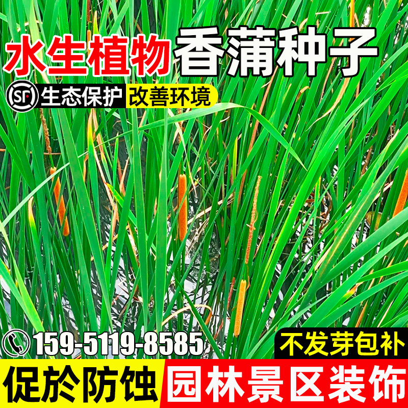 香蒲种子四季种植易活水蜡烛多年生落叶宿根挺水生东方香蒲草种籽
