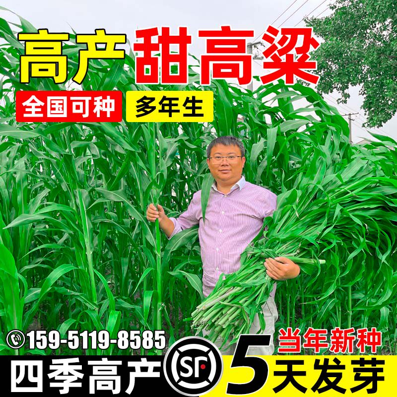 甜高粱种籽美国大力士多年生牧草