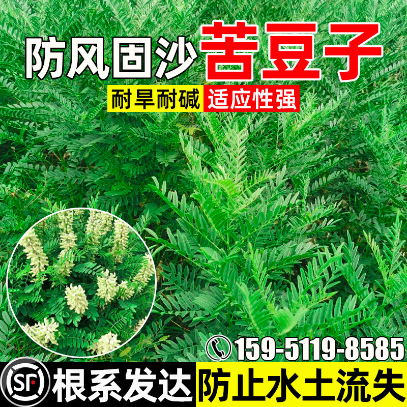 苦豆子防风固沙草籽水土保持绿化