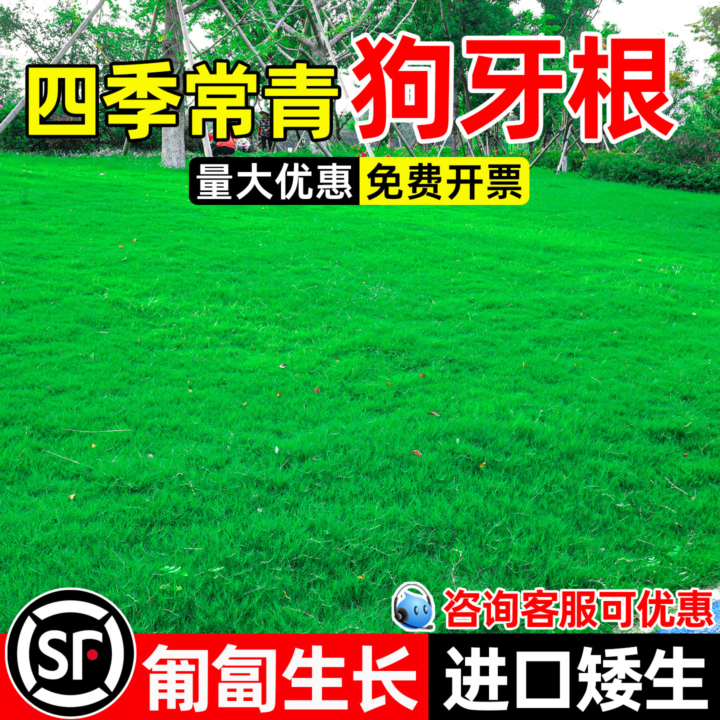 狗牙根草籽矮生免修边坡工程绿化