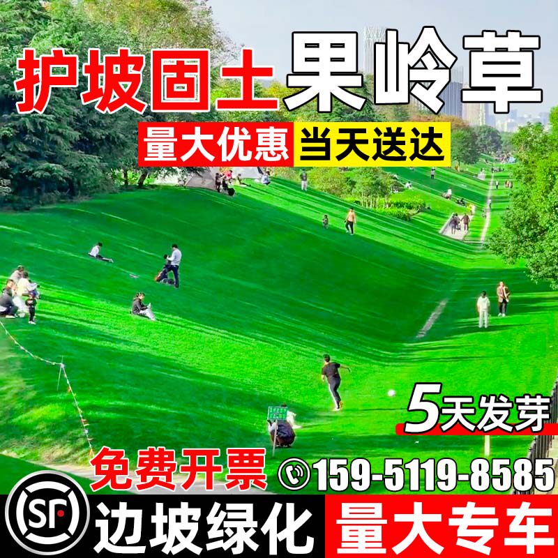 果岭草草坪草籽四季常青护坡固土
