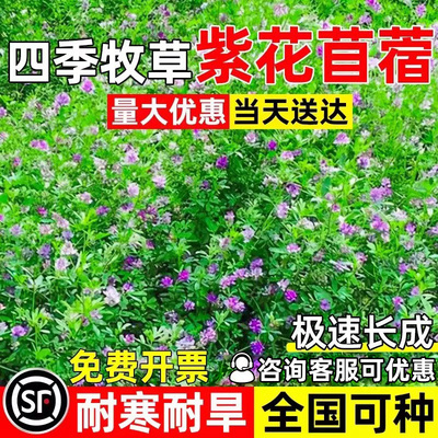 紫花苜蓿大叶牧草牲畜食用多年生