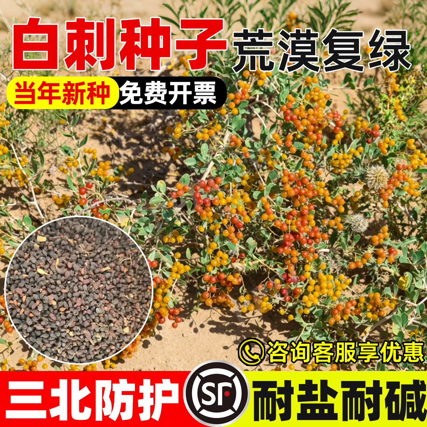 白刺种子护坡固土抗风沙工程绿化