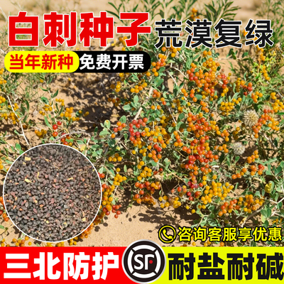 白刺种子护坡固土抗风沙工程绿化