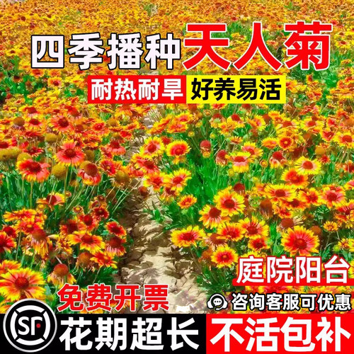 天人菊花籽四季播种庭院花海耐寒