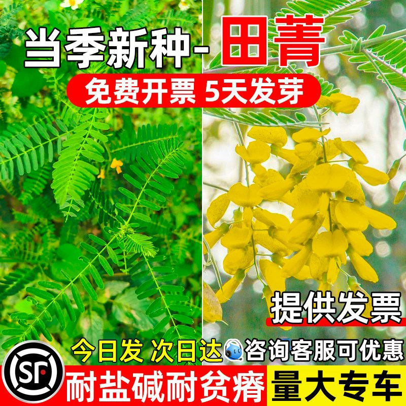 田箐种子土壤改良牧草果园多年生