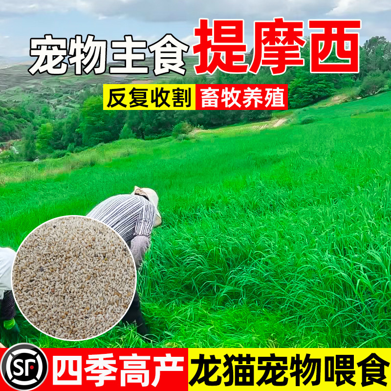 提摩西四季高产畜牧养殖兔子龙猫