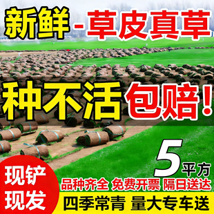 草皮真草坪带泥土庭院别墅花园绿化四季青果岭草台湾草马尼拉护坡