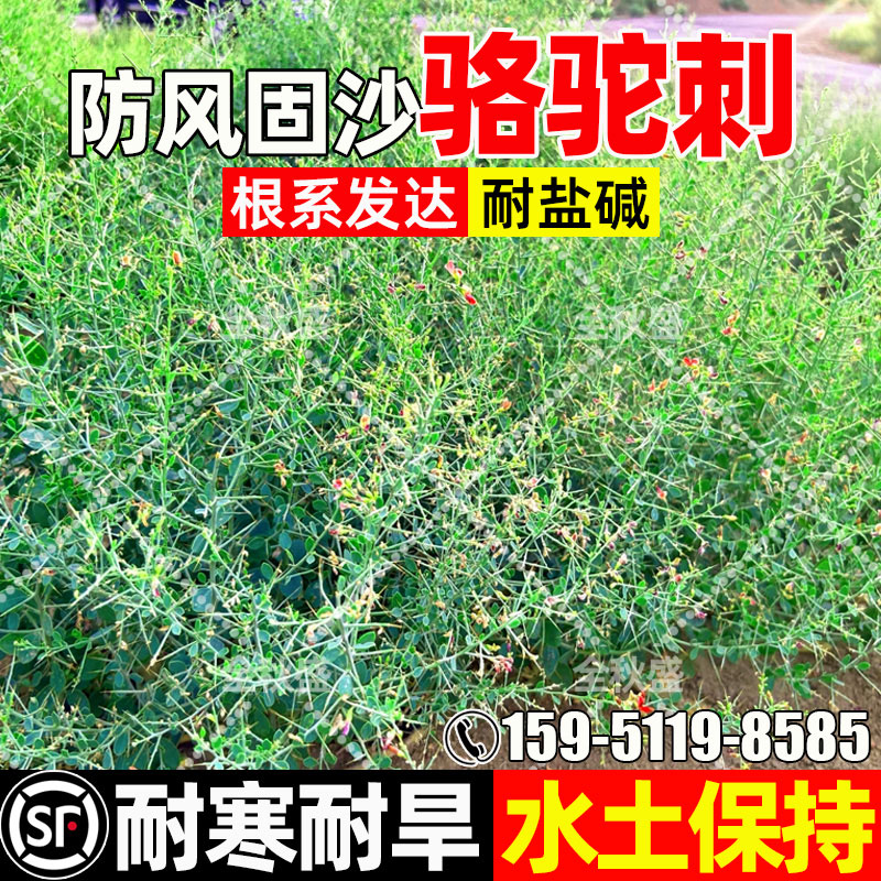 骆驼刺种子防风固沙灌木草籽耐寒耐旱绿化生态修复水土保持草种籽