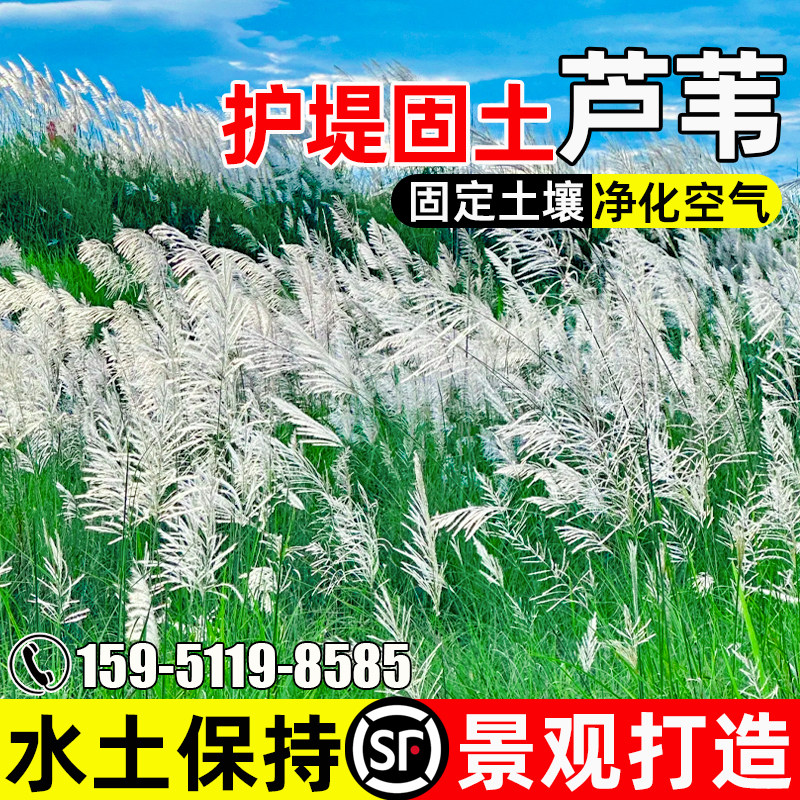 芦苇种子护堤固土景观绿化打造