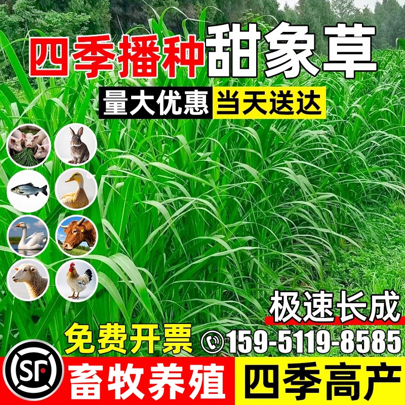 甜象草四季高产畜牧养殖多茬收割