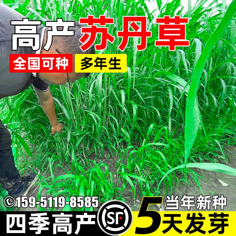 苏丹草鱼草种籽高产牧草畜牧喂养