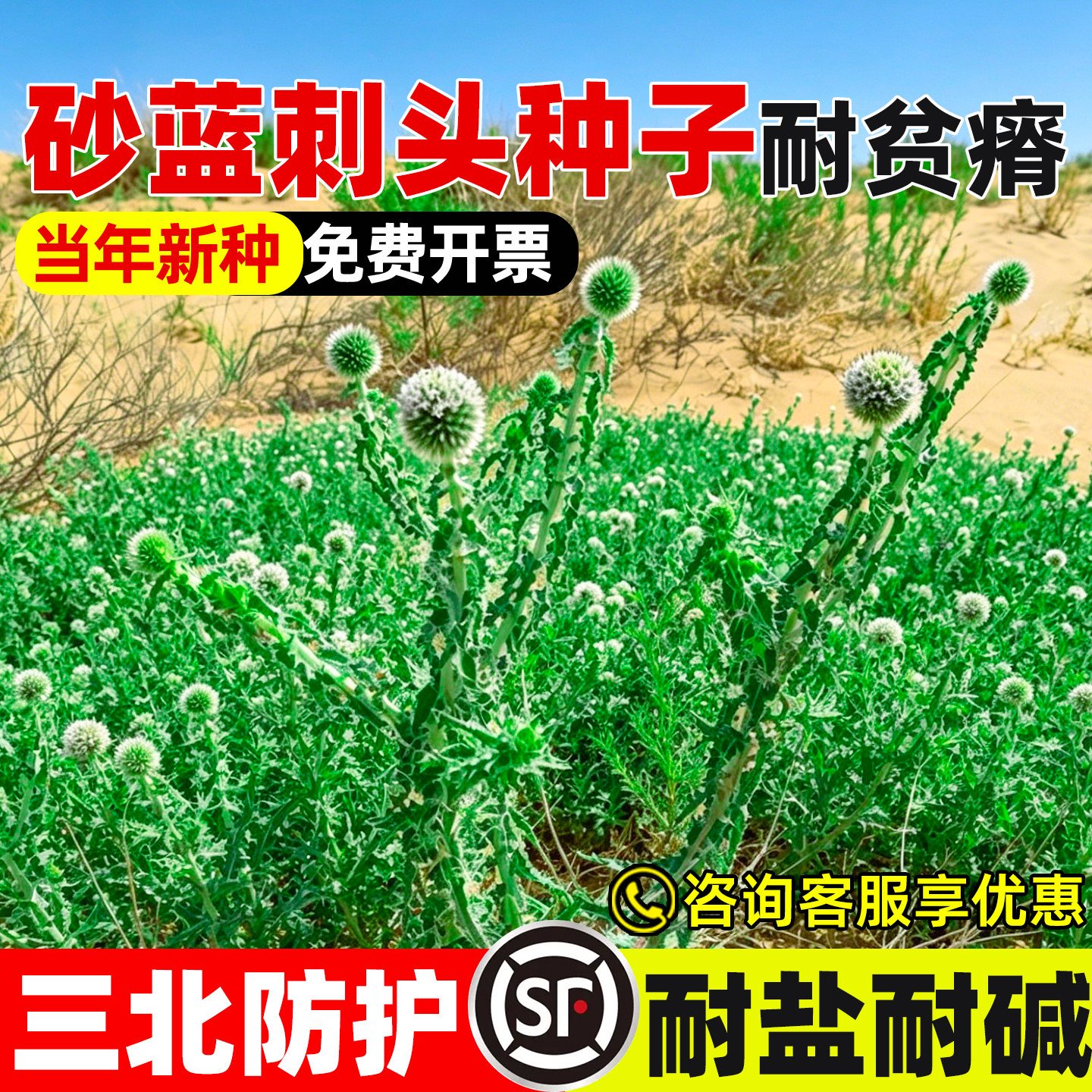 砂蓝刺头护坡固土抗风沙生态绿化