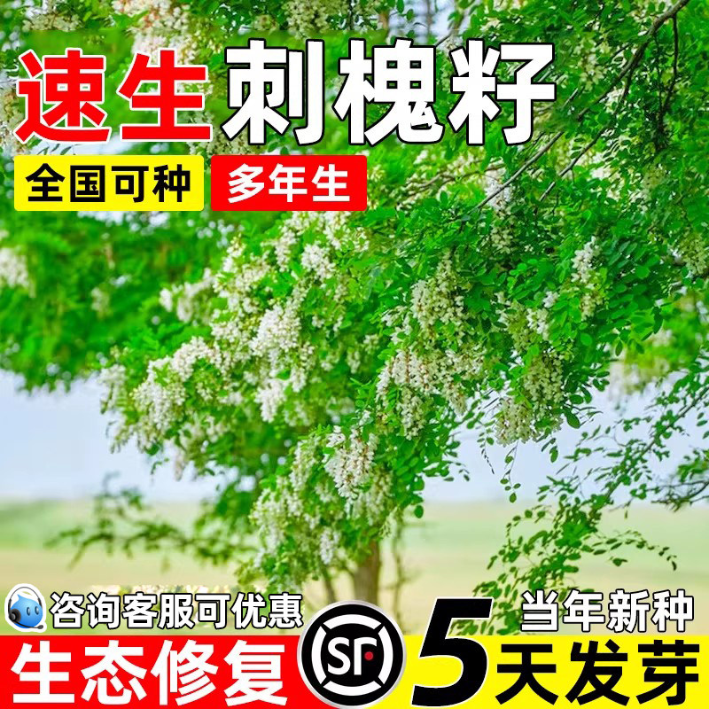 刺槐种子护坡固土四季青生态修复