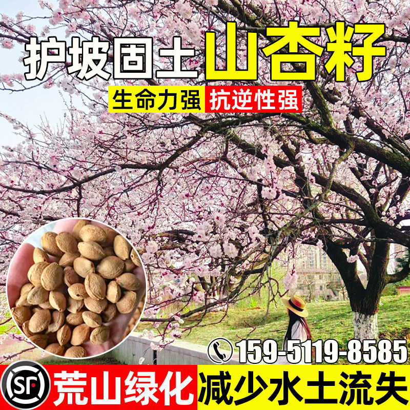山杏核种子多年生护坡固土草籽荒山复绿植被造林水土保持杏树种籽