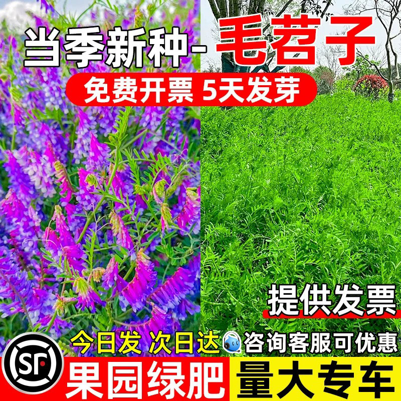 绿肥种子紫花苕子绿肥种子牧草籽