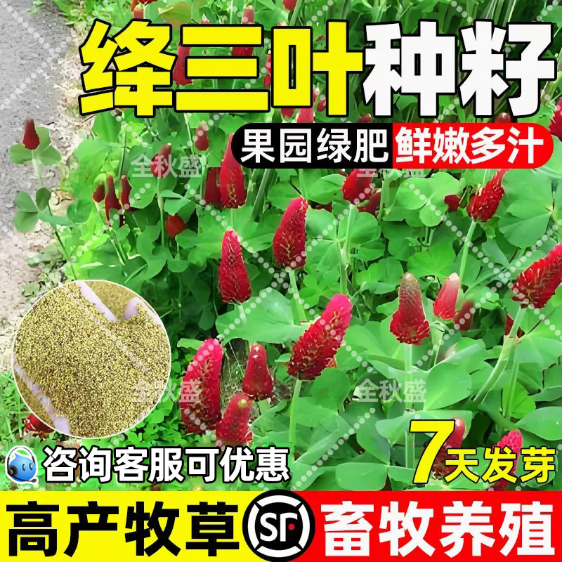 绛三叶草四季高产高蛋白畜牧养殖