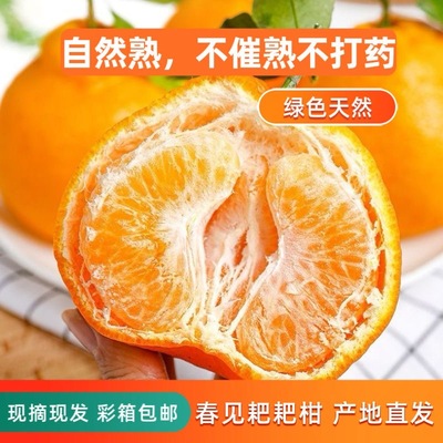 四川眉山春见耙耙柑新鲜水果5斤10当季整箱橘子粑粑杷杷大果采摘