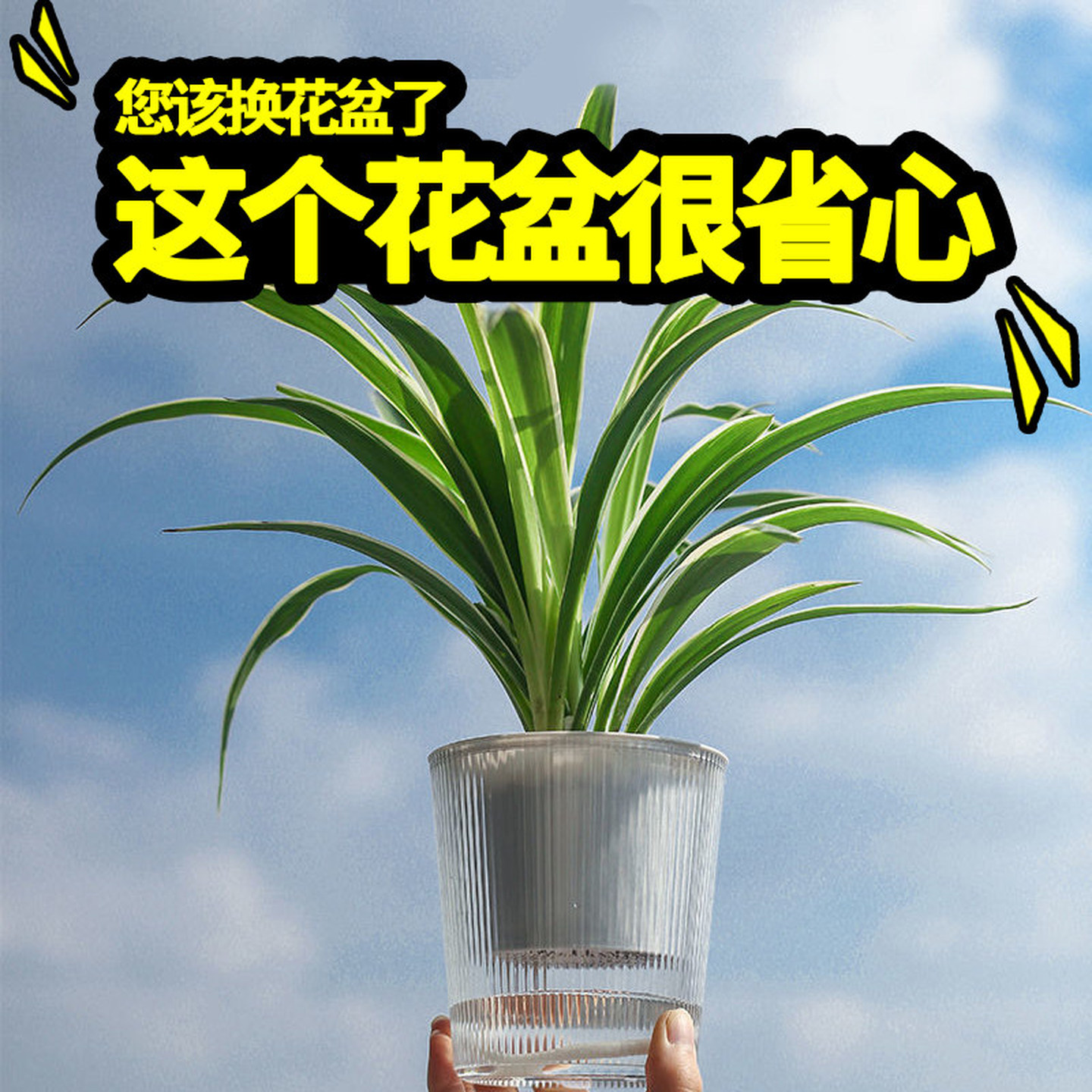 水培塑料花盆懒人自动吸水高级感霸王蕨种植器皿家用绿萝专用盆栽