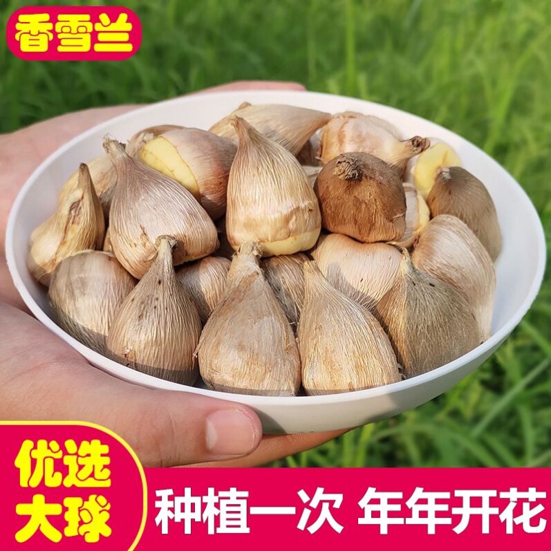 香雪兰花小苍兰种球四季多年生易种花卉盆栽重瓣浓香型植物种子
