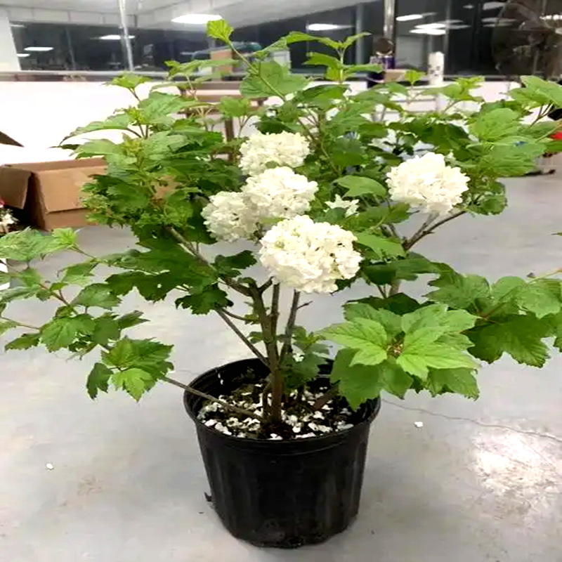 进口欧洲木绣球玫瑰露台花园多年