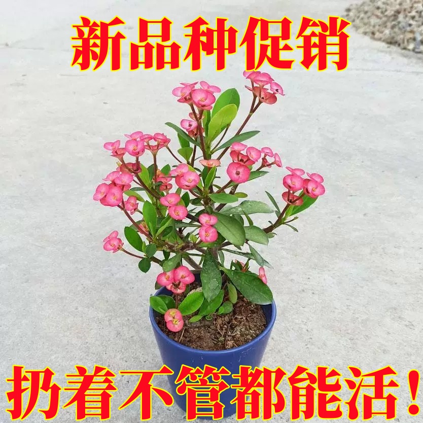 稀有新品种荧光粉虎刺梅盆栽铁海棠常年开花耐旱耐暴晒花卉