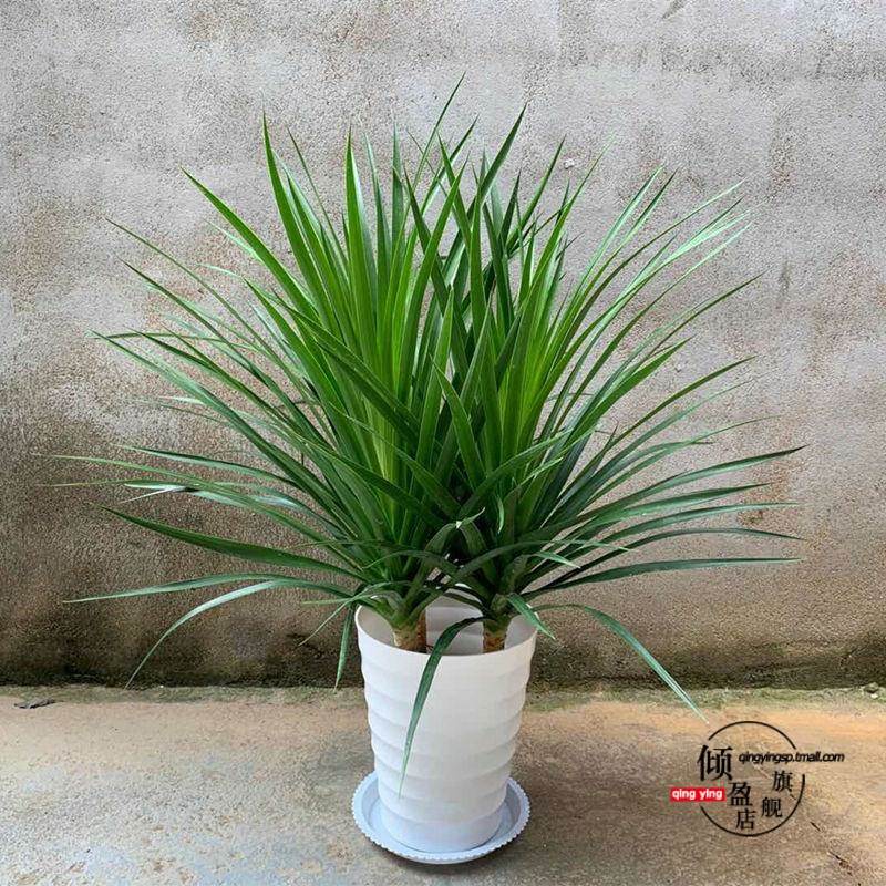 龙须树盆栽香龙血树龙须树苗花卉绿植盆栽龙须树多头植物净化空气图片