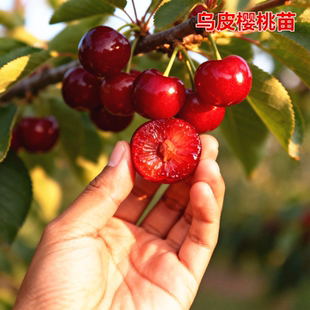 乌皮樱桃苗南北方耐寒老品种特大果树苗盆栽嫁接短柄矮化当年结果