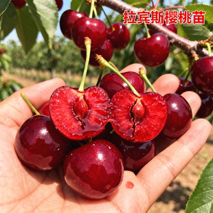 拉宾斯大樱桃苗自花授粉樱桃树苖嫁接授粉树车厘子树苗南北方种植