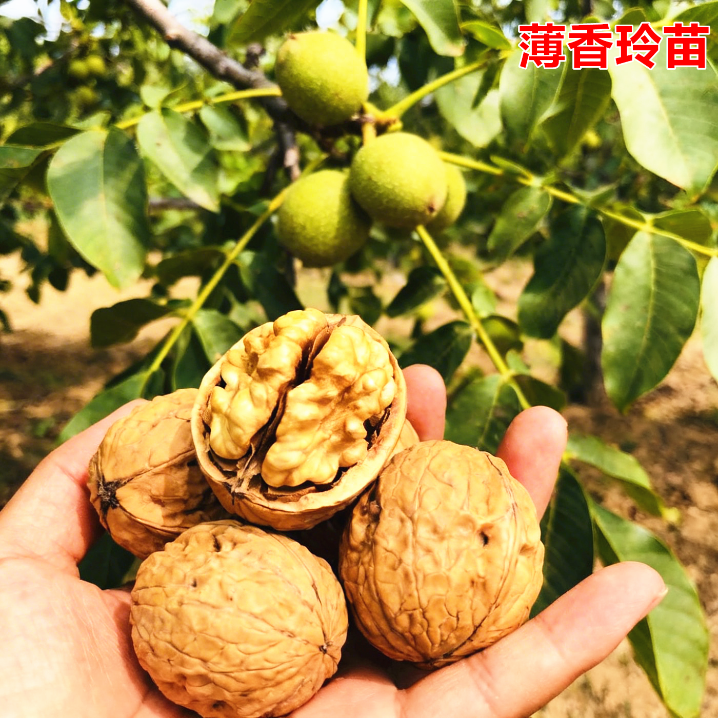 嫁接薄壳核桃苗香玲核桃树苗南北方种植盆栽地栽当年结果果树苗