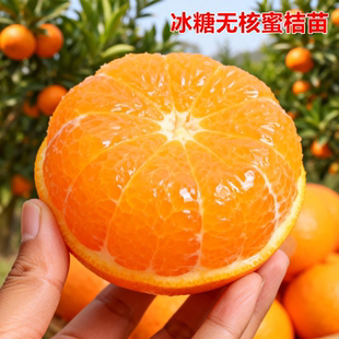特大冰糖无核碰柑树苗嫁接椪柑苗南北方果树苗橘子苗当年桔子树苗