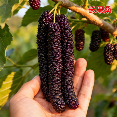 白色长果桑苗四季占地盆栽