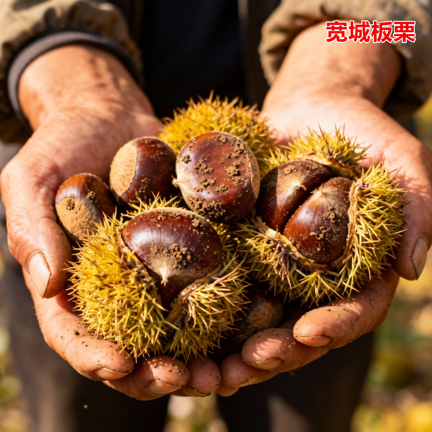 宽城板栗树苗南北方地栽种植薄壳盆栽嫁接特大果甜板栗苗当年结果