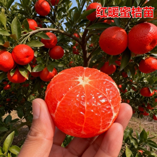 红媛碰柑椪柑蜜桔树苗嫁接苗盆栽庭院地栽橘子树带土桔子树苗果苗