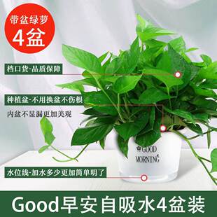 绿萝盆栽室内植物新房除甲醛盆景绿植水培长藤垂吊大叶绿箩吸甲醛