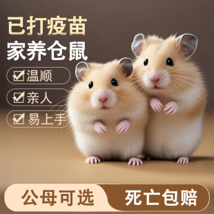 仓鼠活物家养金丝熊活体三线紫仓银狐布丁小苍鼠活体宠物可选公母