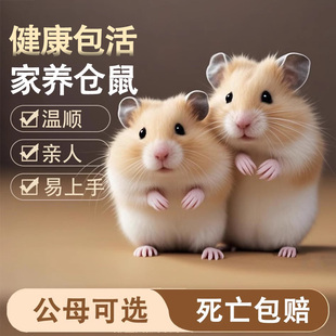 仓鼠活物家养金丝熊活体三线紫仓银狐布丁小苍鼠活体宠物可选公母