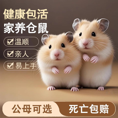 金丝熊仓鼠活物健康包活易饲养