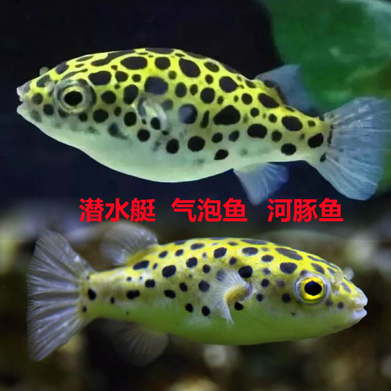 潜水艇金娃娃暗绿鲀河豚活体 热带观赏淡水汽水生气吹气球鱼除螺