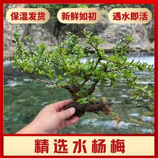 水杨梅水培植物原生鱼缸鱼缸造景树水生植物水草懒人植物好养易活